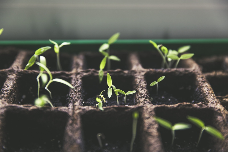 beginnings, nature, animals in the wild, growth, day, insect, invertebrate, outdoors, sprout, mud, sapling, seedling, germination, new life, small, plant part