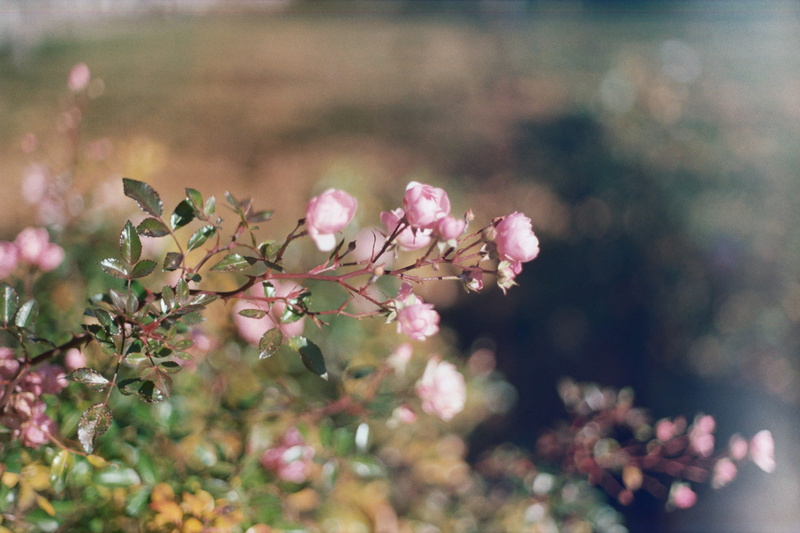 analog, unedited, freshness, focus on foreground, bunch of flowers, film, light, roses, film photography, fragility, close-up, summer, flora, nature, outdoors
