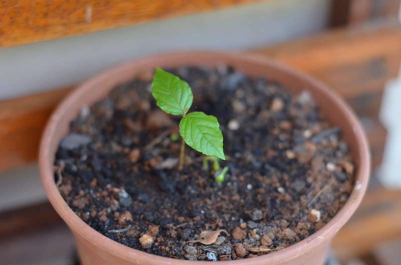 blossom, botany, focus on foreground, plant part, vase, sapling, tabletop, herbs, plant, care, dirt, nature, seedling, flower pot, new life, day, gardening