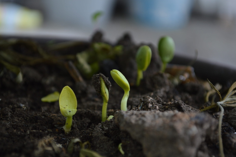 fragility, 2K, small, seedling, moisture, selective focus, nature, soil, vulnerability, plant, plant part, agriculture, compost, new life, green color