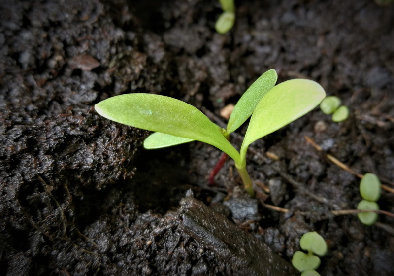 dirt, new life, engine, scion, outdoors, seedling, vulnerability, live new, young, green color, selective focus, leaf, tree trunk, sapling, small, sprout
