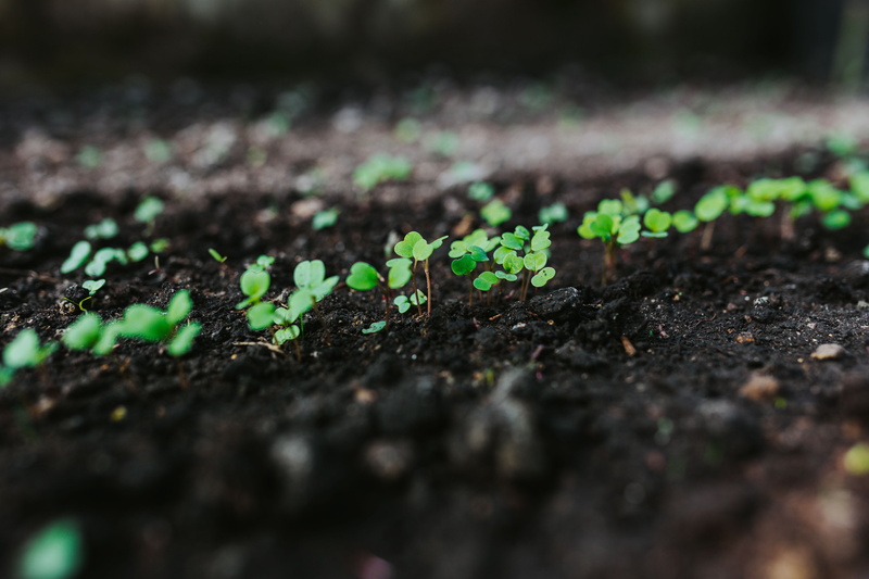 nature, small, cultivated, selective focus, early, close-up, leaf, gardening, springtime, garden, field, spring, organic, plant, vulnerability, dirt, watering can