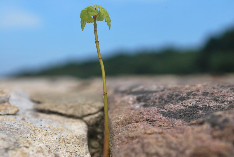 focus on foreground, surface level, new Life, land, Macro, growth, no people, leaf, Sprout, day, nature, flower, tranquility, sky, leafed, selective focus