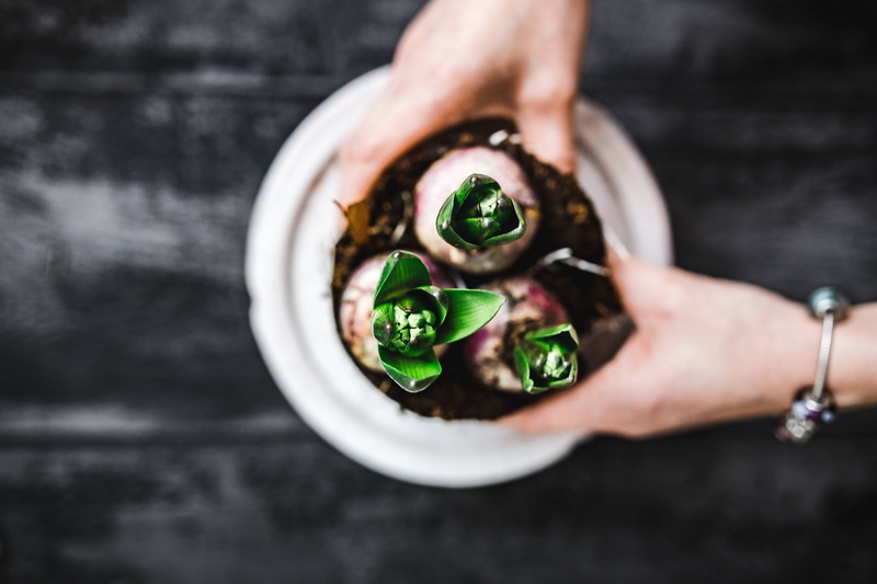 ground, plants, ornament, close, women, pot, vegetable, growing, human Hand, wellbeing, one person, only men, potted, food And Drink, ups, seed, holding