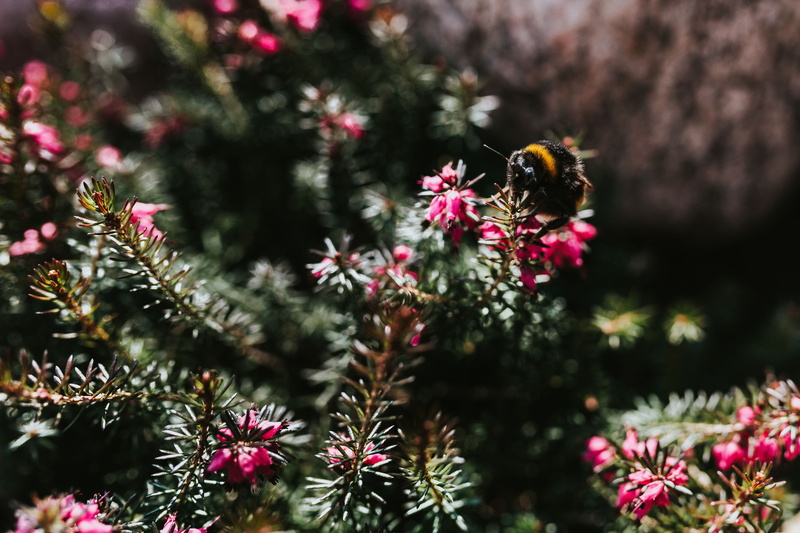 animals in the wild, insect, tree, spring, animal themes, bumblebee, plants, close-up, freshness, petal, one animal, Early spring, flower head, pine Tree