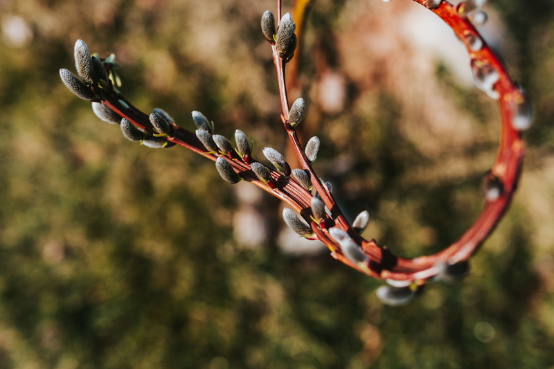 seedling, day, spring, branch, no people, flowering plant, flower, red, early, macro, gardening, sunlight, Early spring, fragility, leaf, plants, growth