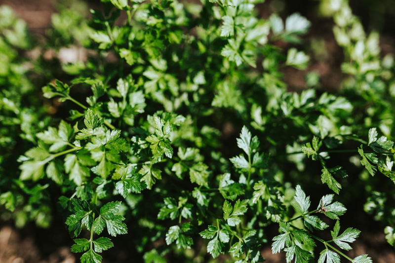 focus on foreground, seedling, beauty in nature, plant part, green Color, gardening, freshness, food, no people, leaf, hoe, cultivation, plant, garden