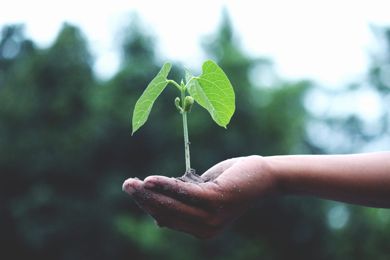 human hand, nature, human finger, plant, hand, green color, clover, plant part, body part, finger, outdoors, 5K, seed, care, soil, focus on foreground