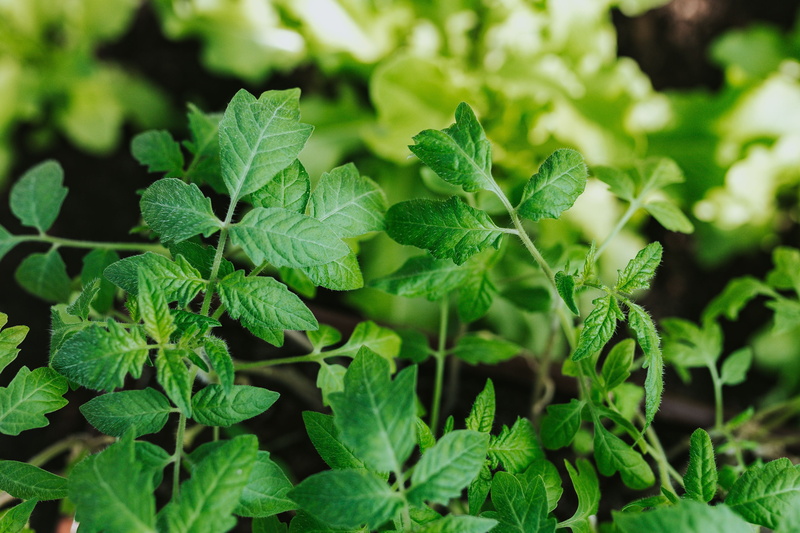 freshness, 4K, nature, close-up, plant, cultivation, food, watering can, leaf, herb, gardening, plants, hoe, garden, mint leaf - culinary, green Color