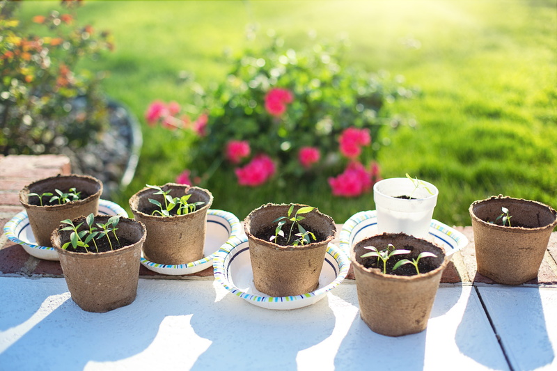 growth, pepper seedlings, front or back yard, no people, succulent plant, pepper plants, flowering plant, springtime, day, nature, plant, young, sprout