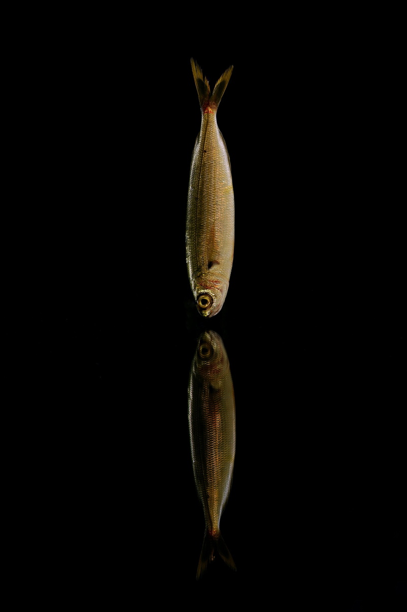 copy space, animal, sea, single object, 4K, wellbeing, food, cut out, fishing, vertebrate, freshness, one animal, cod, black background, fish, still life