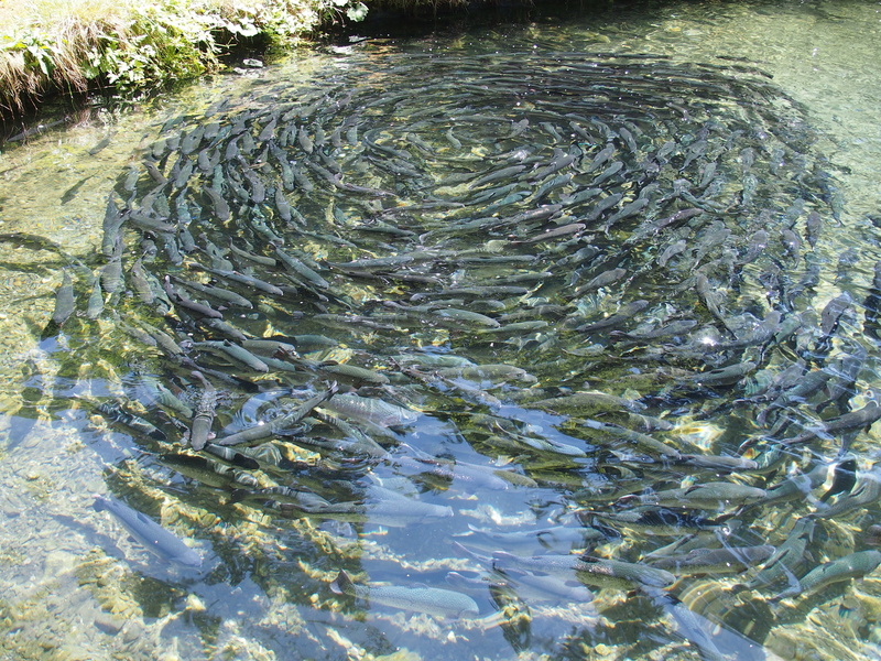 sea, animal, swimming, trout, fish farming, water, animal wildlife, underwater, food, no people, marine, fish, vertebrate, 4K, high angle view, group of animals