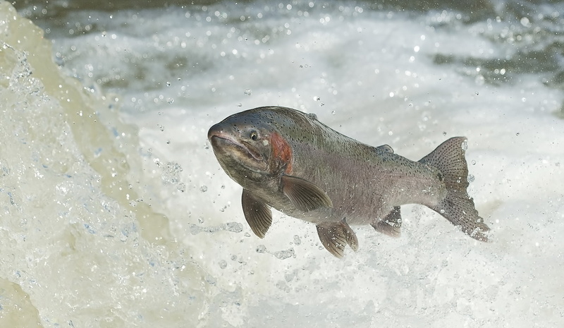 fish, RAINBOW TROUT, water, 1080P