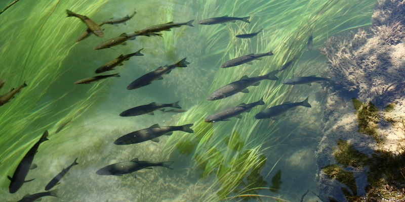undersea, trout, no people, animal, sea, school of fish, large group of animals, 2K, water, group of animals, natural, fish, animal themes, beauty in nature