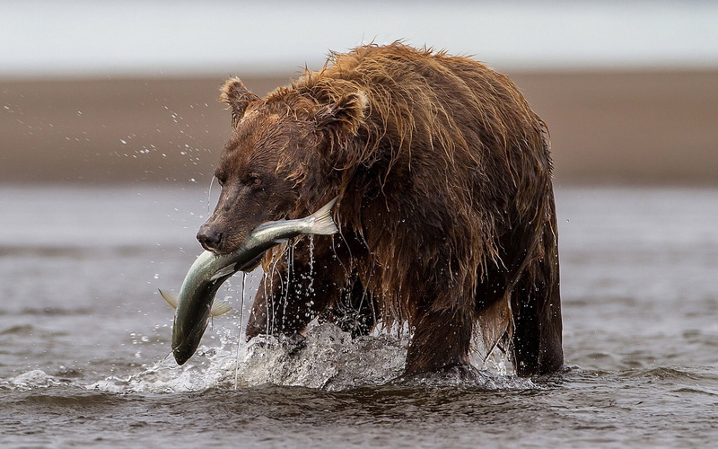 fishing, bear, trout, 1080P, river, fish, catch