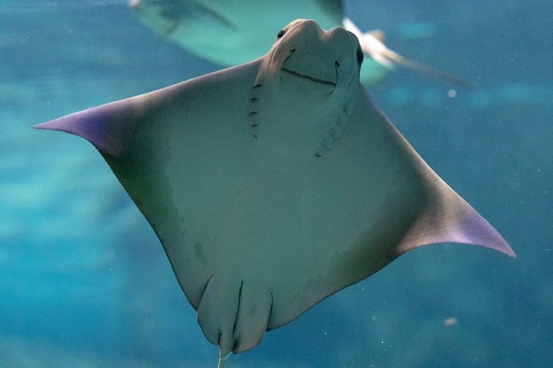 aquarium, water, fish, sea life, swimming, car, 5K, no people, vertebrate, trout, white, one animal, halibut, underwater, animals in the wild, animal themes
