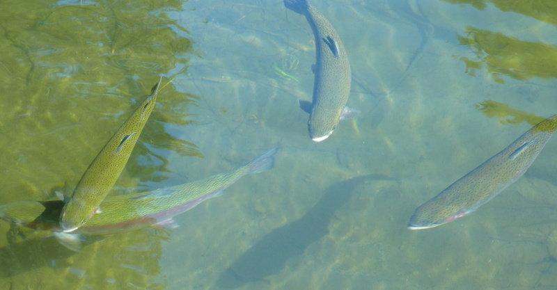 animal wildlife, fishes, Fishing, green, outdoor, food, high angle view, no people, animal themes, group of animals, day, nature, swimming, sea life, school of fish