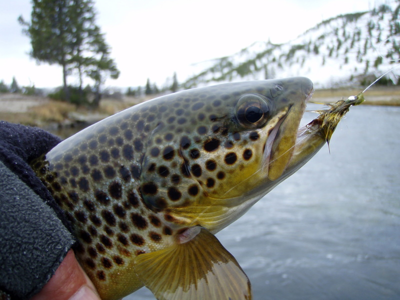 one animal, sea life, brown, day, no people, animal head, trout, vertebrate, animal, Angler, marine, close-up, caught, nature, fish, 2K, photo, outdoors