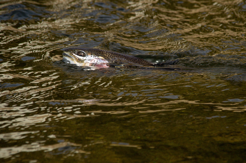 animal head, fishing, animals in the wild, aggression, reptile, swamp, fly fishing, animal wildlife, 2K, rainbow, united states, day, crocodile, animal body part