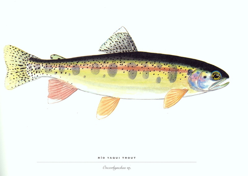 Wildlife, Trout, Fish, 1080P, Artistic, Animal