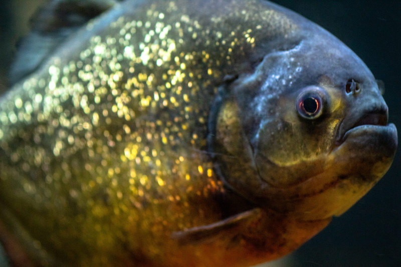 fish, undersea, chattanooga, tn, no people, sea life, underwater, indoors, nature, animals in the wild, vertebrate, swimming, water, cod, tennessee state aquarium