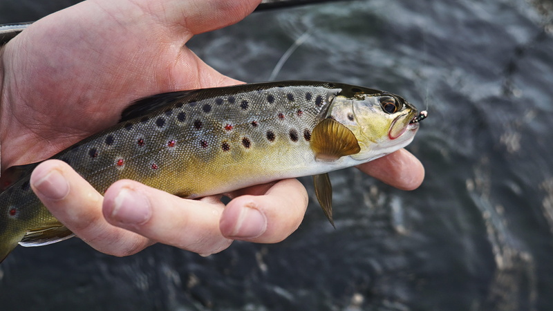 fly fishing, unrecognizable person, brown trout, holding, black, fish, beige, vertebrate, midge, leisure activity, close-up, trout, body part, human hand