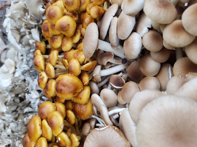 boulder, finger, for sale, one person, monochrome, real people, market, retail, united states, close-up, human body part, abundance, freshness, fungi, day