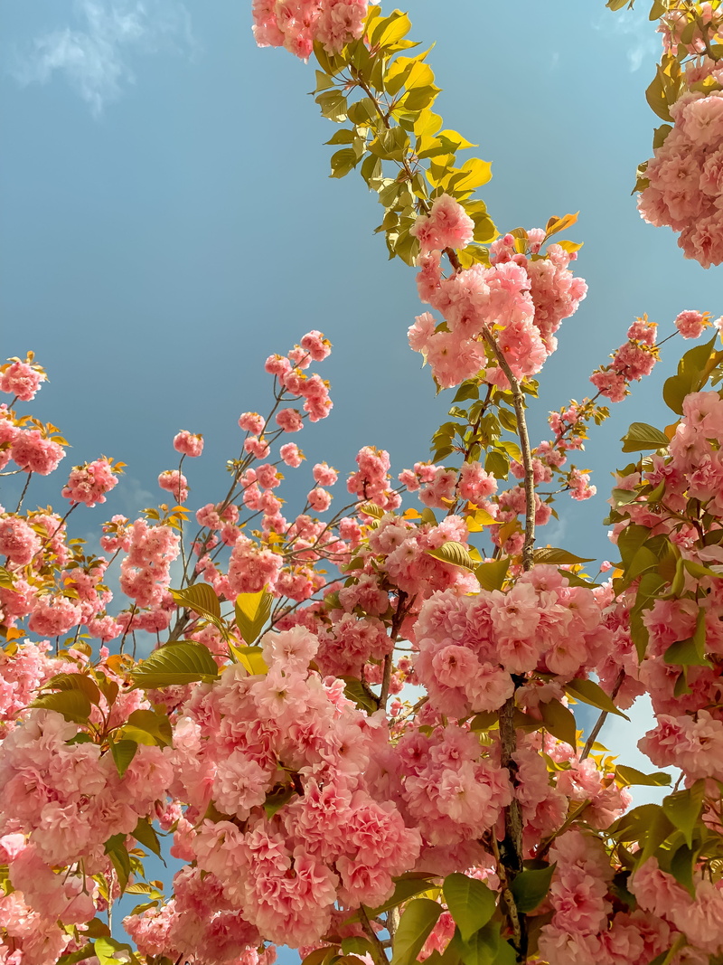 cherry blossom, cherry, plant, animal, blossom, freshness, food, produce, day, south salt lake, insect, fragility, growth, flowering plant, spring, no people