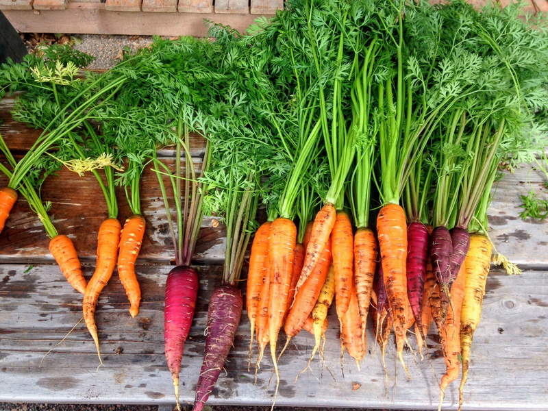 carrot, high angle view, orange, rustic, organic, plant, healthy, choice, food, garden, orange color, vegetarian, raw, farm, wellbeing, natural, nature