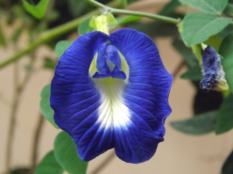 flower, blue, day, beauty in nature, fragility, nature, flowering plant, asia, petal, clitoria ternatea, close-up, iris - plant, no people, springtime