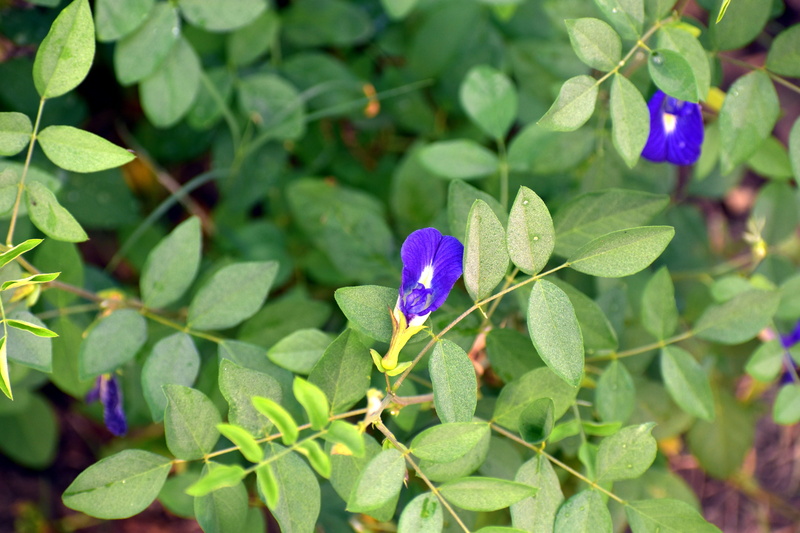 freshness, 5K, petal, cordofan-pea, focus on foreground, leaf, clitoria ternatea vine, flowering plant, green color, plant part, nature, flower, purple