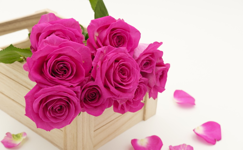 bunch of flowers, Magenta, bouquet, Flowers, rose - flower, Fresh, close-up, PurplishPink, Roses, plant, rose, flower head, arrangement, leaf, flower, plant part