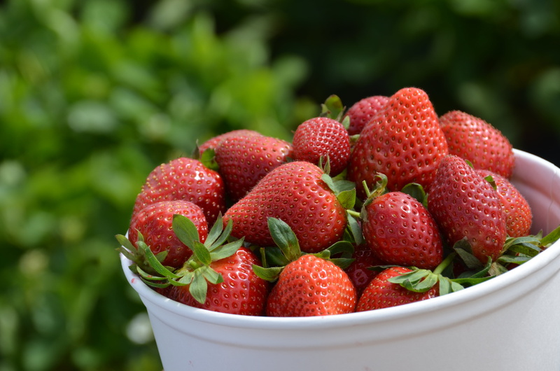 Ingredients, summer, 4K, Strawberry, Fruits, Health, healthy Eating, Fruit Stand, white, berry Fruit, close-up, red, U-Pick, Recipe, Carlsbad, July 4th