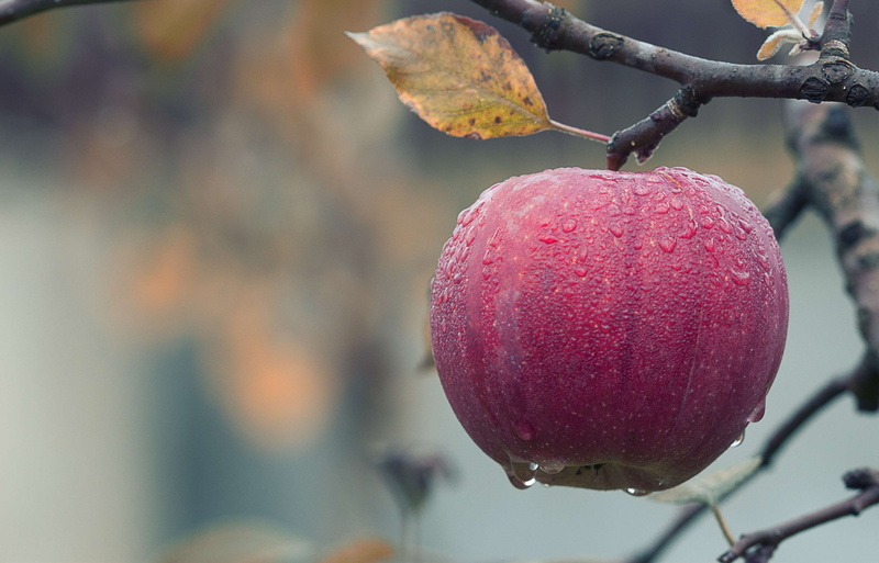 picking, juicy, focus, farm, freshness, nature, season, focus on foreground, ripe, harvest, no people, blur, healthy eating, apple - fruit, waterdrops