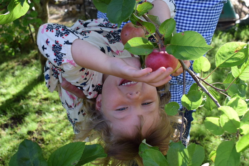 harvesting, one person, Apple, portrait, picking, ripe, summer, green, childhood, plant part, tree, leaf, outdoors, Children, Fruit, child, branches, apple tree