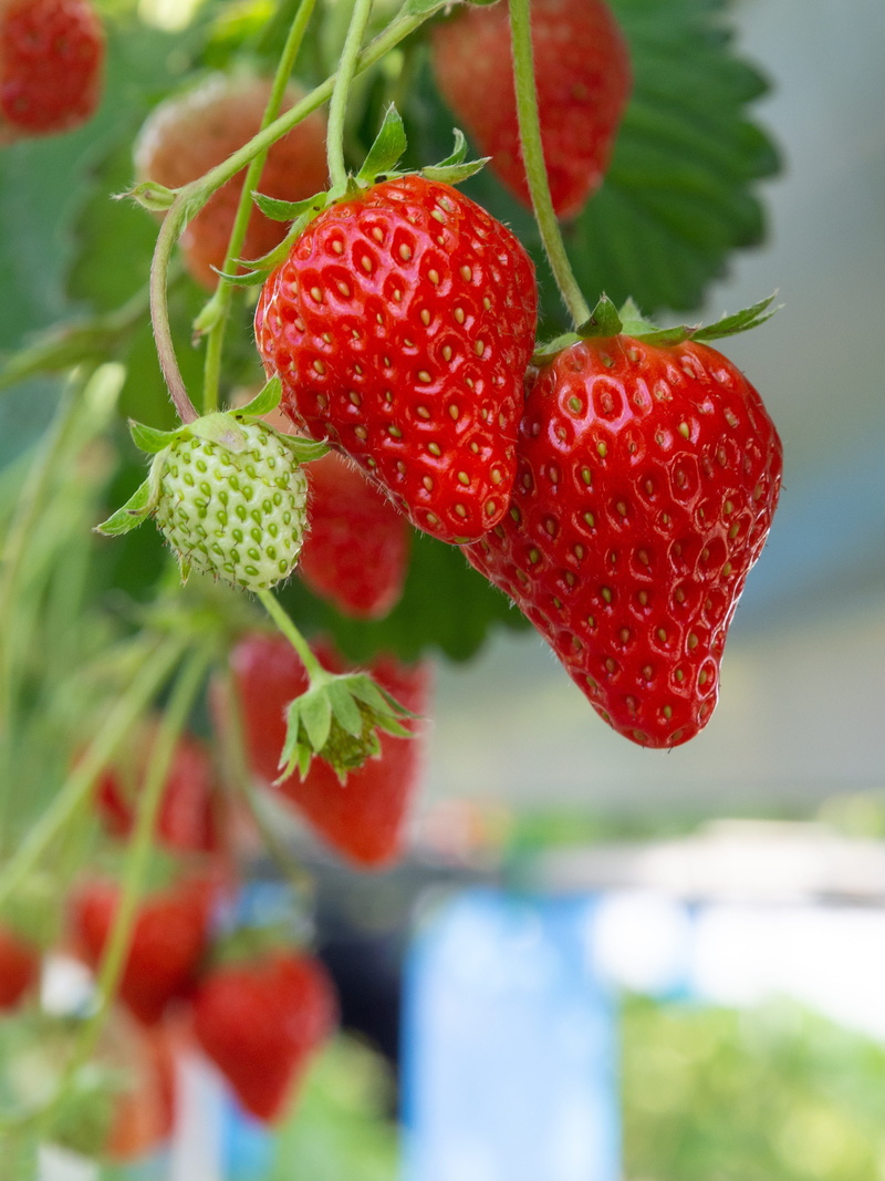 natural, fresh, focus on foreground, ripe, strawberry, green color, fruit, freshness, 4K, food, berry fruit, vitamins, plant part, no people, day, sweet