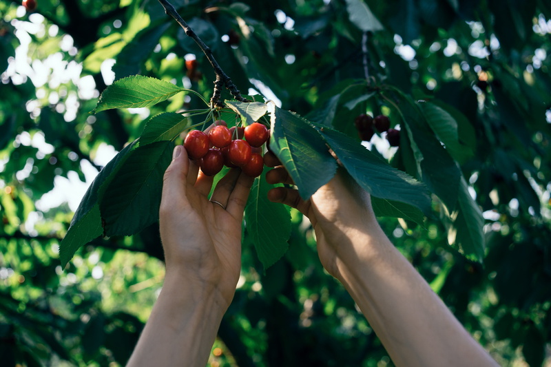 human body part, leaf, 4K, food, plant, fruit, picking, outdoors, wellbeing, growth, cherry, human Hand, branch, freshness, agriculture, berry Fruit, organic