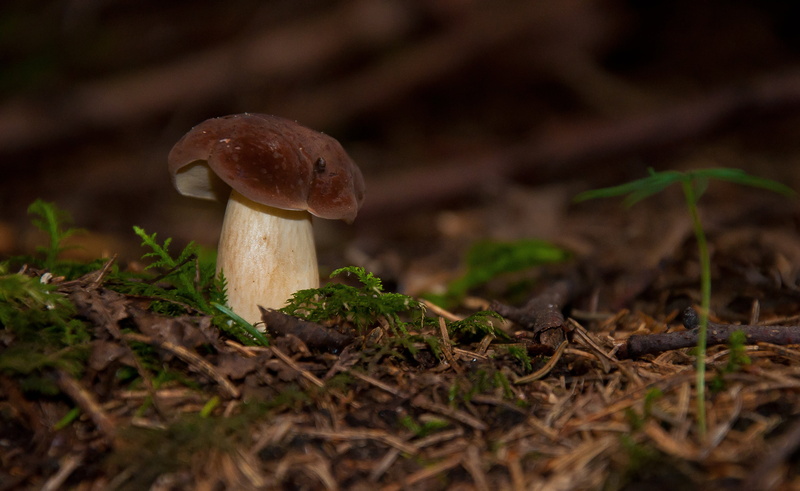 outdoors, forest, food and drink, growth, land, food, nature, fly agaric, edible mushroom, toadstool, no people, 4K, beauty in nature, boletus edulis