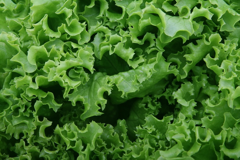 weight, catering, supermarket, good, health, stalk, picked, healthy eating, colorful, garnish, groceries, beauty in nature, snack, leaf vegetable, diet