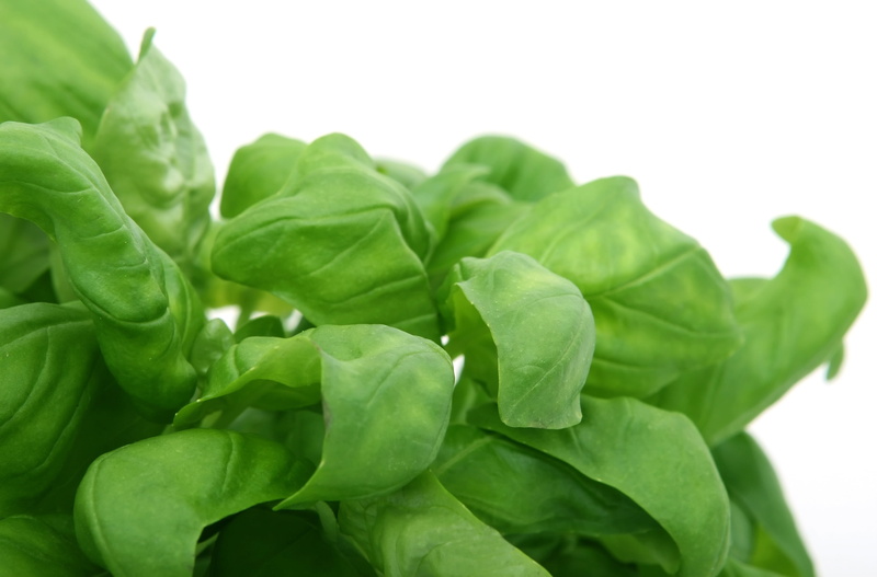 green Color, no people, healthy, healthy Eating, closeup, picked, veggies, fitness, cut out, organic, oregano, studio shot, produce, cuisine, catering