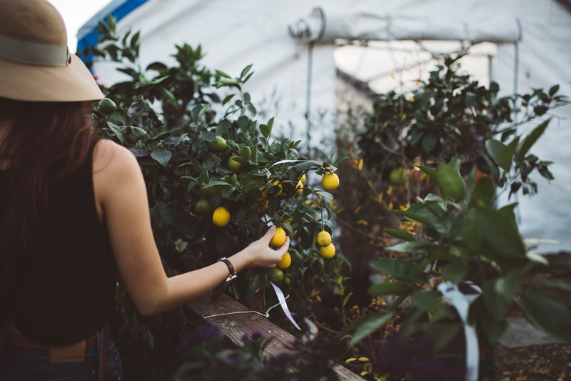 smiling, 5K, tomato, adult, plant, hand, one Person, orchard, real people, agriculture, hairstyle, women, s, fruit, green Color, organic, growth, crop