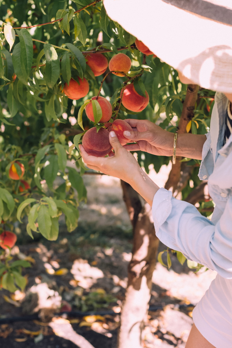 stone fruit, people, picking, picking fruit, leaf, red, blur, day, farmer, summer, ripe, sunlight, holding, daytime, woman, pick, orchard, peach, fruit