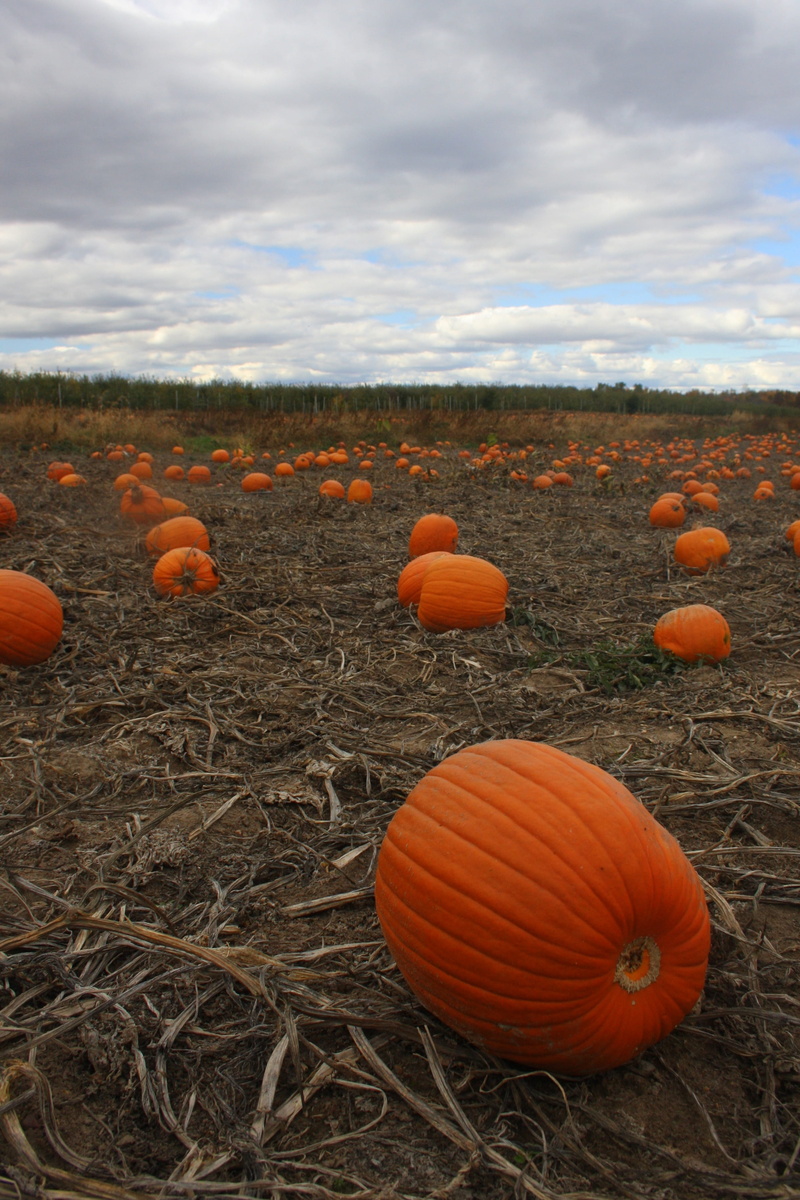 outdoor, sky, october, pumpkin, vegetable, nature, fall, healthy eating, fresh, 4K, season, farm, environment, food, rural scene, seasonal, patch, no people