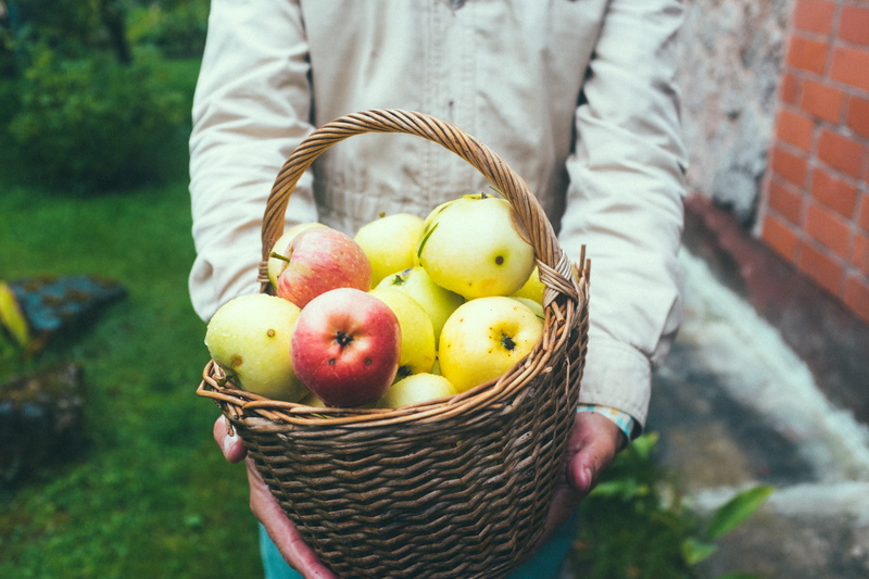 picking, garden, harvest, people, fruit, apple - fruit, person, nature, healthy eating, outdoors, agriculture, hand, human body part, summer, adult, gardening