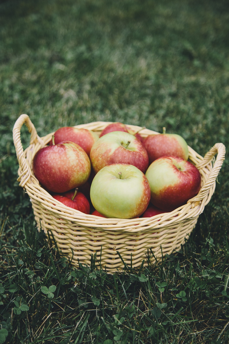 close-up, food and drink, apples, land, Apple Picking, harvesting, summer, Basket, food, nature, green Color, still life, apple - Fruit, red, ripe, autumn
