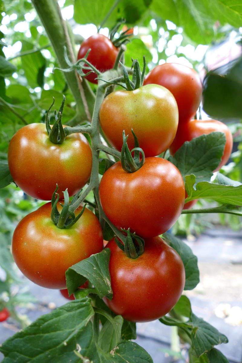 close-up, food, on the vine, green color, day, tomato, ripe, plant, nature, focus on foreground, fruit, tomatoes, vegan, 5K, vegetable, plant part, no people