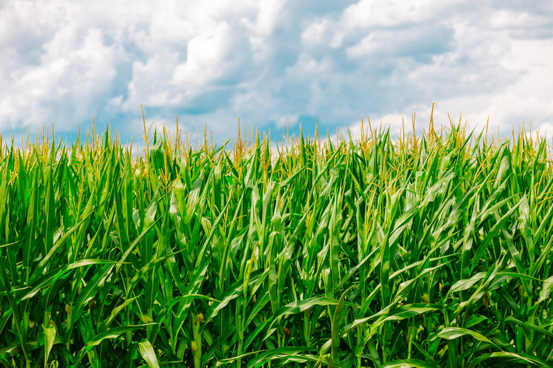 nature, cereal plant, corn - crop, green color, green, crop, land, plant, sky, field, 5K, day, corn, rural scene, tranquility, growth, summer, no people