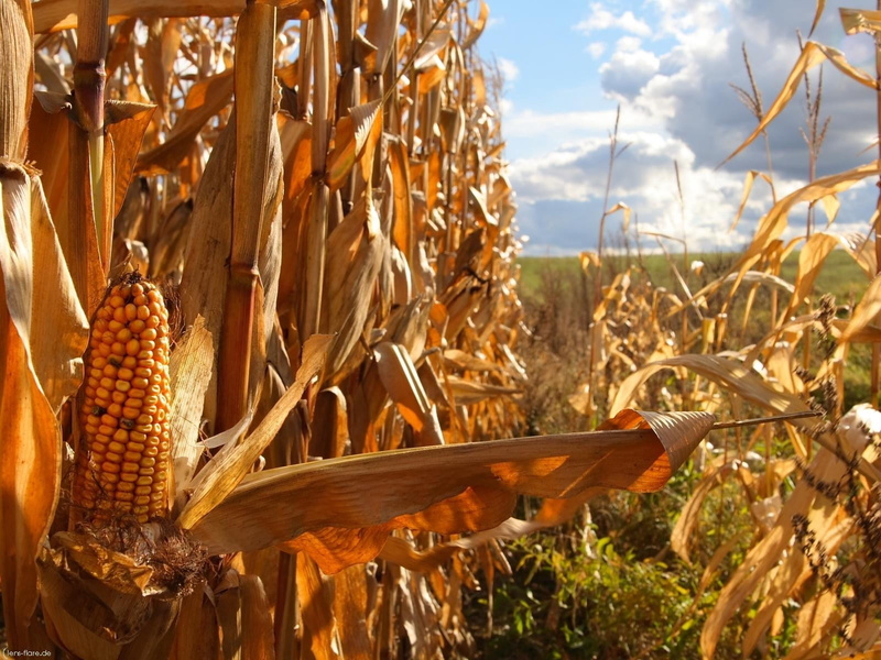 sweetcorn, blue, land, landscaped, food And Drink, day, 720P, corn On The Cob, farm, agriculture, corn - Crop, outdoors, no People, orange, harvesting