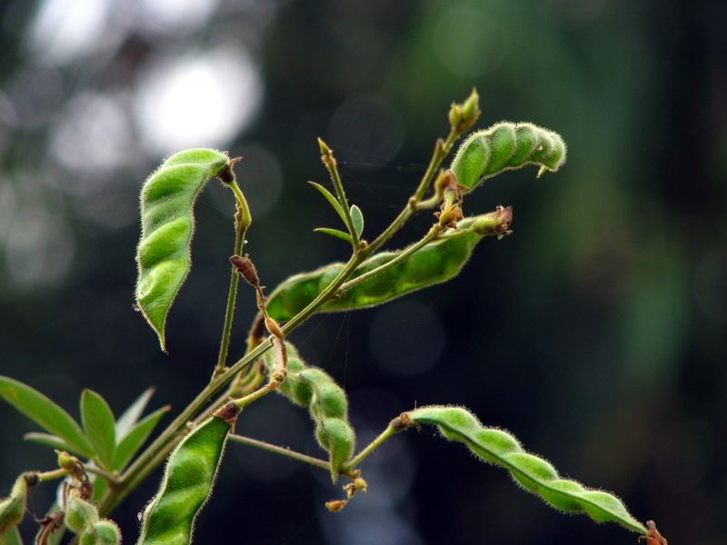 plant part, food, beginnings, day, green, plant, growth, plant stem, beauty in nature, flora, garden, vulnerability, natural, pigeon pea, leaf, freshness