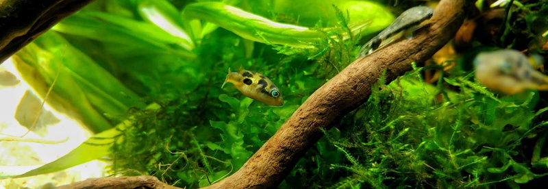 green color, one animal, rainforest, animal themes, nature, pea puffer, aquarium, plant, tree, plants, fish, day, vertebrate, leaf, rodent, branch, planted aquarium